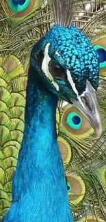 Close-up of a vibrant peacock with blue and green feathers.