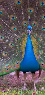 Vibrant peacock with fanned feathers in nature.