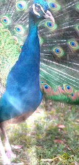 Vibrant peacock with colorful feather display on grass