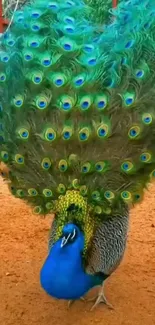 Mobile wallpaper featuring a colorful peacock with vibrant feathers.