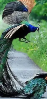 Two vibrant peacocks on a green path.