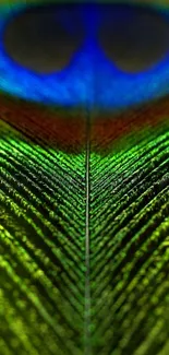 Closeup of a vibrant peacock feather with green and blue hues.