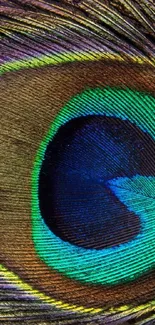 Close-up of a vibrant peacock feather showcasing rich colors and intricate patterns.