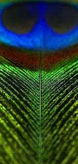 Close-up of a vibrant peacock feather with green and blue hues.