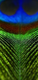 Close-up of a vibrant peacock feather mobile wallpaper.