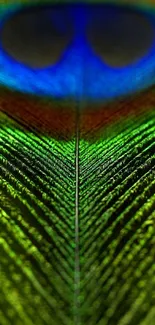 Vibrant green and blue peacock feather wallpaper design.