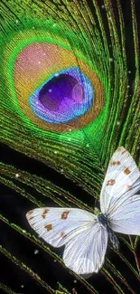 Vibrant peacock feather with butterfly on black background.