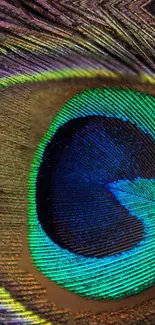 Close-up of vibrant peacock feather with vivid green and blue hues.