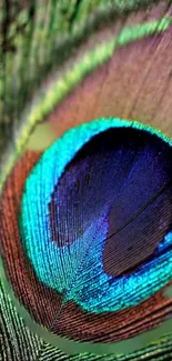 Close-up of a vibrant peacock feather with blue and green details.