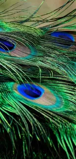 Vibrant, detailed peacock feather wallpaper for mobile.