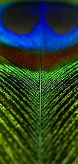 Close-up of a vibrant and colorful peacock feather for mobile wallpaper.