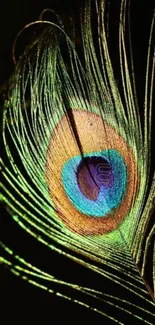 Vibrant peacock feather with iridescent colors on mobile wallpaper.