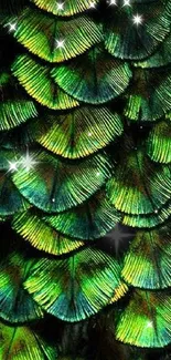 Vibrant peacock feather pattern wallpaper with emerald green hues.