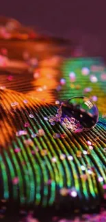 Close-up of vibrant peacock feather with colorful patterns and a water droplet.