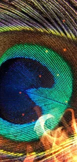 Close-up of a colorful peacock feather, highlighting vibrant turquoise hues.