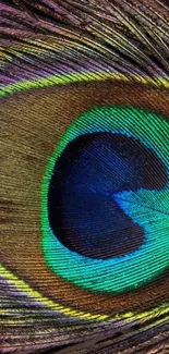 Close-up of a vibrant blue and green peacock feather, ideal for mobile wallpaper.