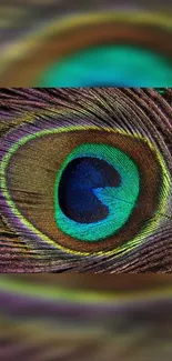 Close-up view of colorful peacock feather displaying vibrant patterns.