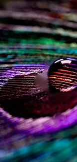 Close-up of a vibrant peacock feather with water droplet.