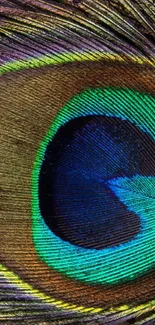 Close-up of a vibrant peacock feather with vivid colors and intricate patterns.