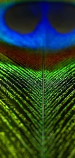 Close-up of a vibrant peacock feather with green and blue hues in intricate detail.