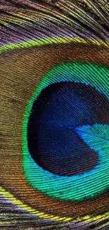 Close-up of a vibrant peacock feather with intricate patterns.