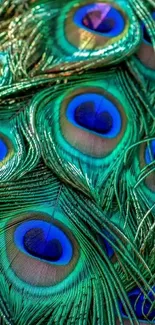 Detailed peacock feathers in green and blue, perfect for vibrant mobile wallpaper.