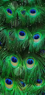 Vibrant green peacock feather pattern wallpaper.