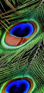 Vibrant and detailed peacock feather wallpaper with rich colors.