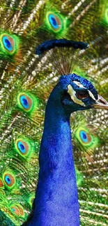 A vibrant peacock displaying its colorful feathers in a stunning mobile wallpaper.