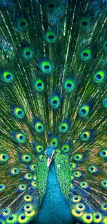 Majestic peacock displaying vibrant feathers.