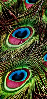 Close-up view of vibrant peacock feathers on a mobile wallpaper.