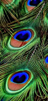 Vibrant close-up of peacock feathers with intricate green and blue patterns.