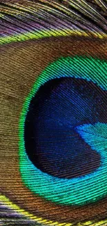 Close-up of a vibrant peacock feather with rich blue and green colors.