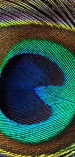 Close-up of a vibrant peacock feather showcasing electric blue hues.