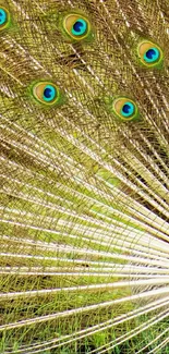 Vibrant green peacock feather wallpaper with detailed eye patterns.