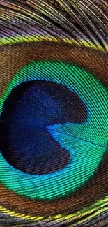 Close-up of a vibrant peacock feather with rich colors and intricate details.