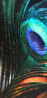 Close-up of vibrant peacock feather with teal and blue hues on phone wallpaper.