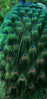 Green peacock feathers mobile wallpaper with vibrant design.