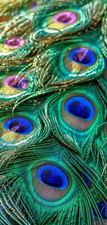 Vibrant peacock feathers with blue and green hues in a close-up view.