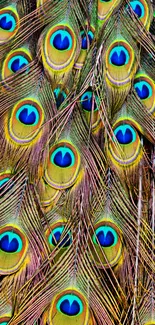 Vibrant peacock feathers in blue hues for phone wallpaper.