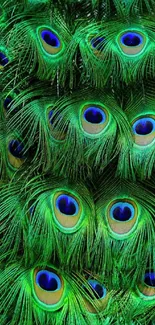 Close-up of vibrant peacock feathers with iridescent green and blue hues.