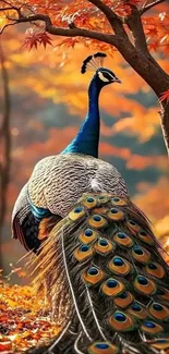 Peacock surrounded by vibrant autumn leaves in a forest.