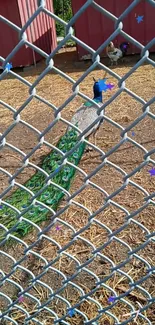 Vibrant peacock with colorful feathers in fenced enclosure.