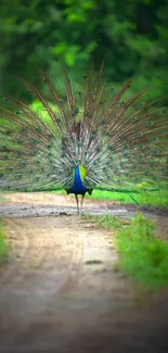 Peacock with vibrant feathers on a forest path.