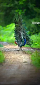 Vibrant peacock displays its feathers on a lush forest path.