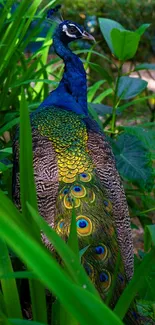 Peacock with vibrant feathers in lush green surroundings.