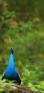 Peacock standing in rain amidst lush forest greenery.