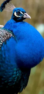 Close-up view of a vibrant peacock with royal blue plumage.