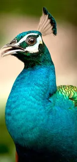 Close-up of a vibrant peacock with striking blue feathers.