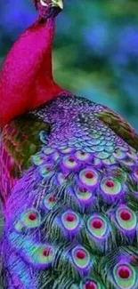 Vibrant colorful peacock with lush purple and green feathers.